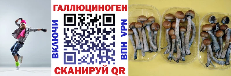Галлюциногенные грибы Psilocybe наркошоп blacksprut как войти Суоярви